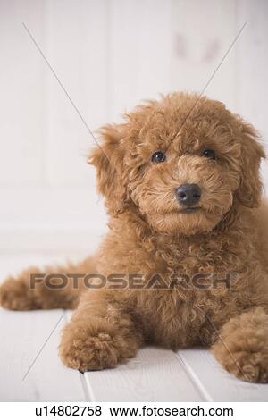 Stock Photo - Poodle lying down. Fotosearch