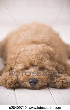 Poodle sleeping on floor View Large Photo Image Stock Image - Poodle sleeping on floor. Fotosearch