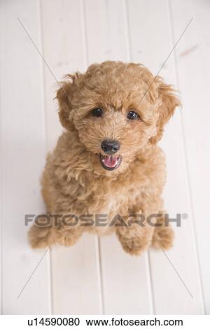 Stock Image - Poodle standing. Fotosearch