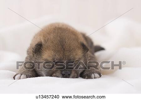 Shiba sleeping on a blanket View Large Photo Image Stock Image - Shiba sleeping on a blanket. Fotosearch