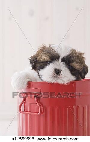Stock Photo - Shih tzu in a bucket. Fotosearch