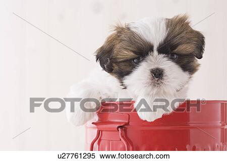 Stock Photography - Shih tzu in a bucket. Fotosearch
