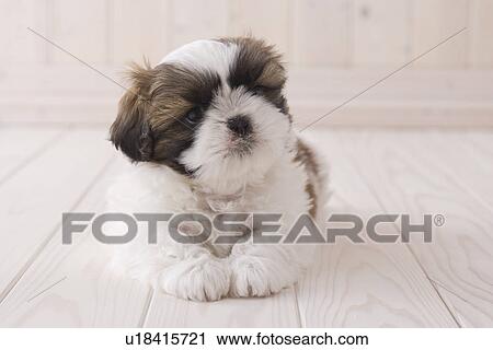 Stock Image - Shih tzu lying down. Fotosearch