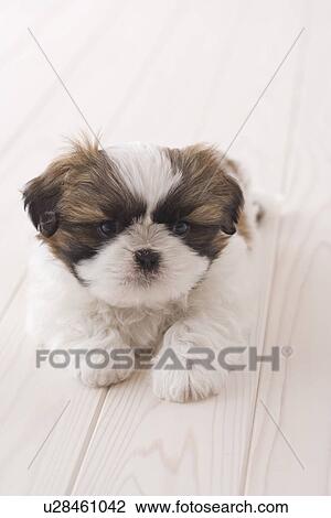 Shih tzu lying down View Large Photo Image Stock Image - Shih tzu lying down. Fotosearch