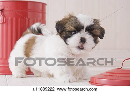 Shih tzu walking View Large Photo Image Stock Image - Shih tzu walking. Fotosearch