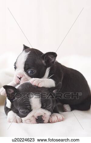 Stock Image - Sleepy two boston terrier. Fotosearch