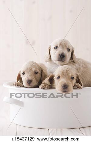 Three miniature dachshund in a container View Large Photo Image Stock Photo - Three miniature dachshund in a container. Fotosearch