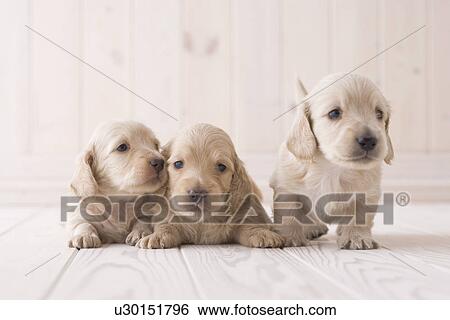 Stock Photograph - Three miniature dachshund lying on floor. Fotosearch