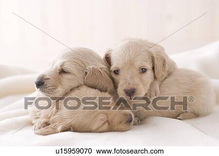 Stock Image - Three miniature dachshund sleeping on a blanket. Fotosearch