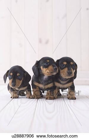 Three miniature dachshund standing View Large Photo Image Stock Photograph - Three miniature dachshund standing. Fotosearch