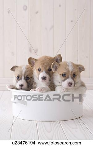 Three pembroke welsh corgi in a container View Large Photo Image Picture - Three pembroke welsh corgi in a container. Fotosearch