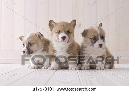 Three pembroke welsh corgi sitting on floor View Large Photo Image Stock Image - Three pembroke welsh corgi sitting on floor. Fotosearch