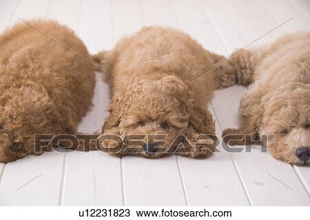 Three poodle lying in a row View Large Photo Image Stock Image - Three poodle lying in a row. Fotosearch