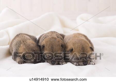 Three shiba sleeping on a blanket View Large Photo Image Stock Image - Three shiba sleeping on a blanket. Fotosearch