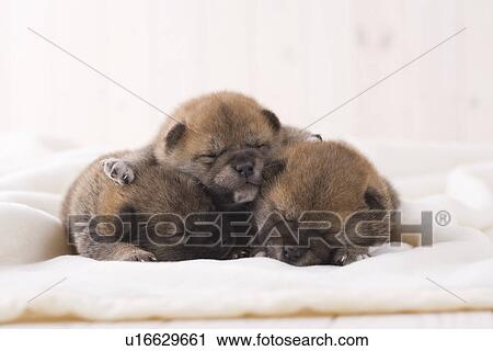 Stock Image - Three shiba sleeping on a blanket. Fotosearch