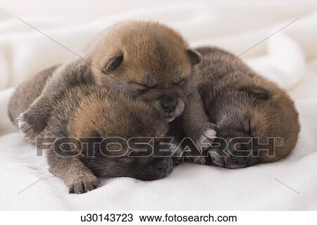 Stock Image - Three shiba sleeping on a blanket. Fotosearch