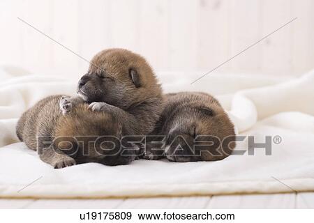 Three shiba sleeping on a blanket View Large Photo Image Stock Photo - Three shiba sleeping on a blanket. Fotosearch