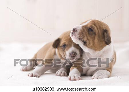 Stock Image - Two basenji cuddling. Fotosearch