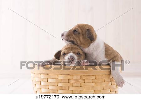 Stock Image - Two basenji in a basket. Fotosearch