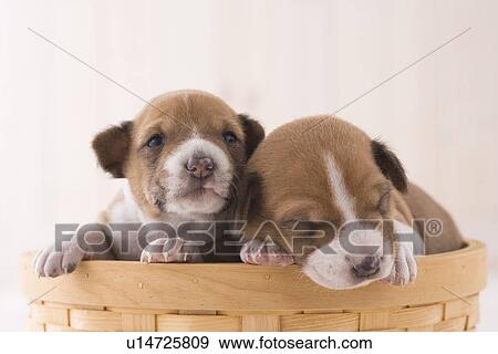 Stock Photo - Two basenji in a basket. Fotosearch