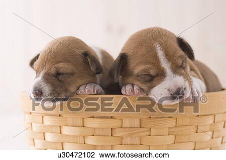 Stock Image - Two basenji napping in a basket. Fotosearch
