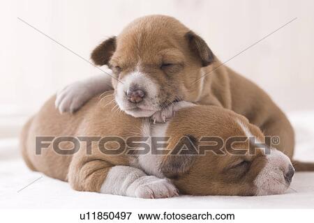 Stock Photo - Two basenji napping. Fotosearch
