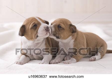 Two basenji nestling each other View Large Photo Image Stock Photo - Two basenji nestling each other. Fotosearch