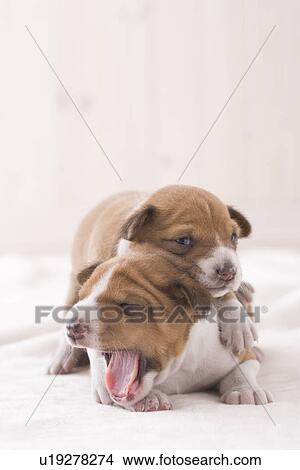 Picture - Two basenji yawning. Fotosearch