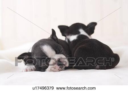 Two boston terrier cuddling View Large Photo Image Stock Photo - Two boston terrier cuddling. Fotosearch
