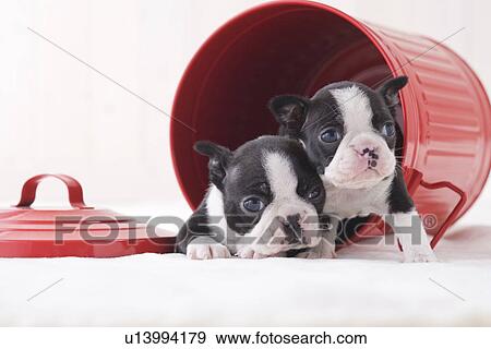 Stock Photo - Two boston terrier fawning in a bucket. Fotosearch