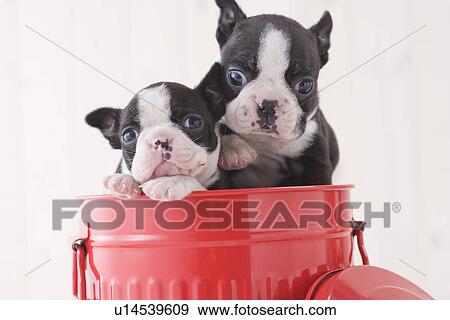 Stock Photo - Two boston terrier fawning in a bucket. Fotosearch