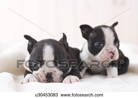 Stock Image - Two boston terrier lying down. Fotosearch