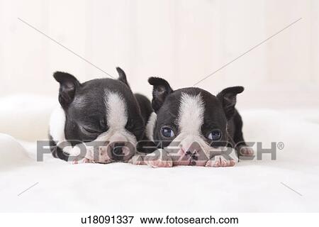 Stock Photo - Two boston terrier napping. Fotosearch