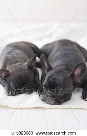 Stock Image - Two french bulldog sleeping on a blanket. Fotosearch
