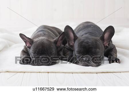 Stock Photo - Two french bulldog sleeping on a blanket. Fotosearch
