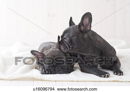 Two french bulldog snuggling on a blanket View Large Photo Image Picture - Two french bulldog snuggling on a blanket. Fotosearch