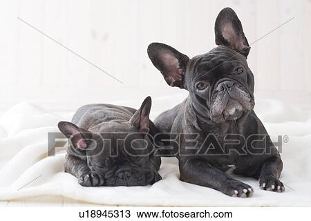 Stock Image - Two french bulldog snuggling on a blanket. Fotosearch