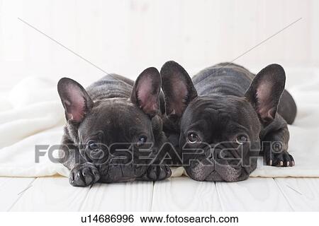 Two french bulldog snuggling on a blanket View Large Photo Image Stock Photograph - Two french bulldog snuggling on a blanket. Fotosearch