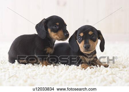 Picture - Two miniature dachshund fawning. Fotosearch