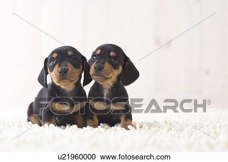 Stock Image - Two miniature dachshund sitting. Fotosearch