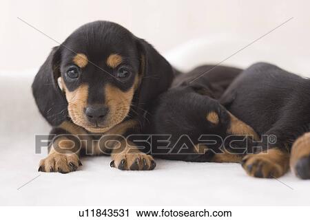 Stock Image - Two miniature dachshund. Fotosearch
