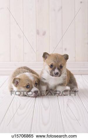 Two pembroke welsh corgi sitting View Large Photo Image Stock Photography - Two pembroke welsh corgi sitting. Fotosearch