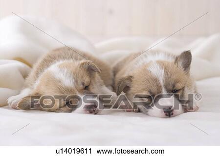 Stock Image - Two pembroke welsh corgi sleeping on a blanket. Fotosearch