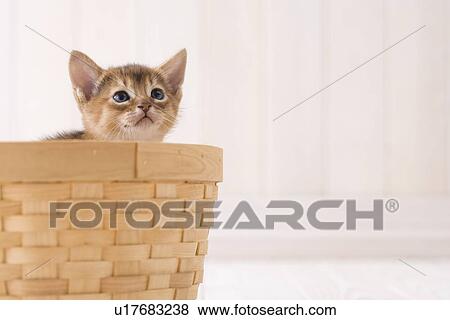 Stock Photo - Abyssinian in a basket. Fotosearch