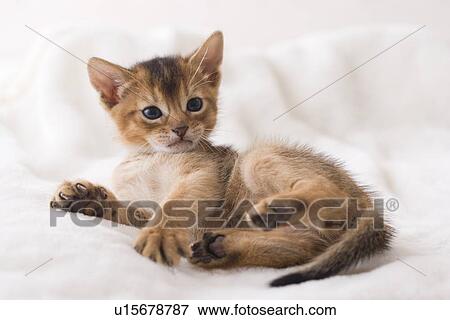 Stock Photo - Abyssinian lying down on a blanket. Fotosearch