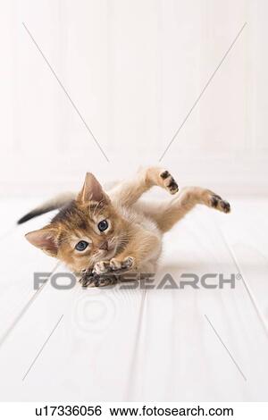Abyssinian lying down on floor View Large Photo Image Stock Photograph - Abyssinian lying down on floor. Fotosearch