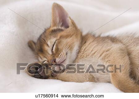 Picture - Abyssinian sleeping on a blanket. Fotosearch
