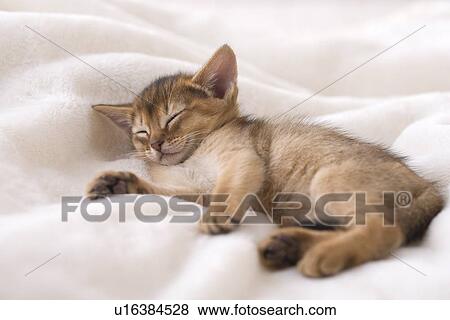 Abyssinian sleeping on a blanket View Large Photo Image Stock Photo - Abyssinian sleeping on a blanket. Fotosearch