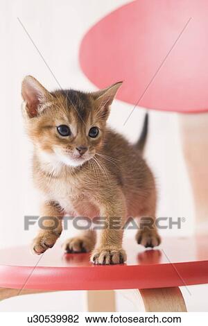 Abyssinian standing on a chair View Large Photo Image Stock Image - Abyssinian standing on a chair. Fotosearch