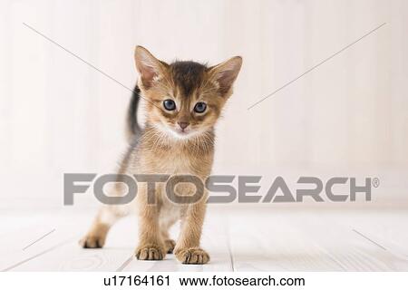 Stock Image - Abyssinian. Fotosearch
